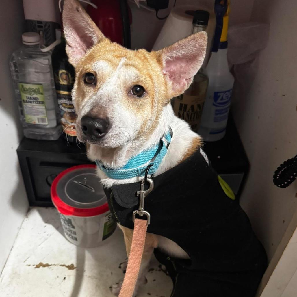 Enlarge Dad Bod, a Adoptable Mixed Breed in Fredericksburg, VA image 5/6