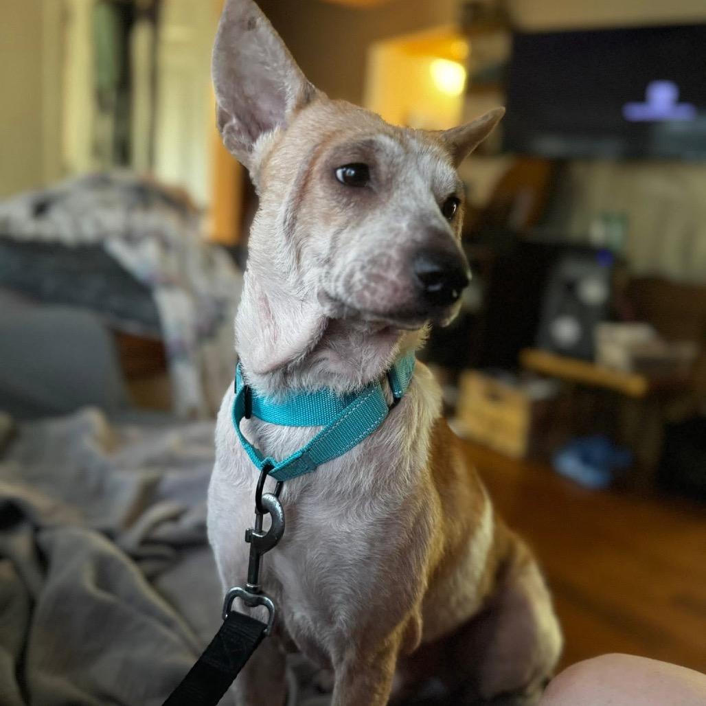 Enlarge Dad Bod, a Adoptable Mixed Breed in Fredericksburg, VA image 6/6