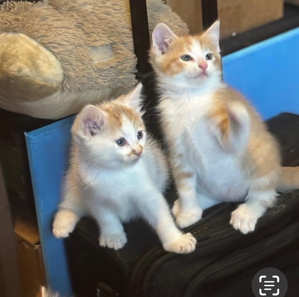 Pearl " Kitten sweet and shy, bonded pair with Cyprus ", Baby Female unknown