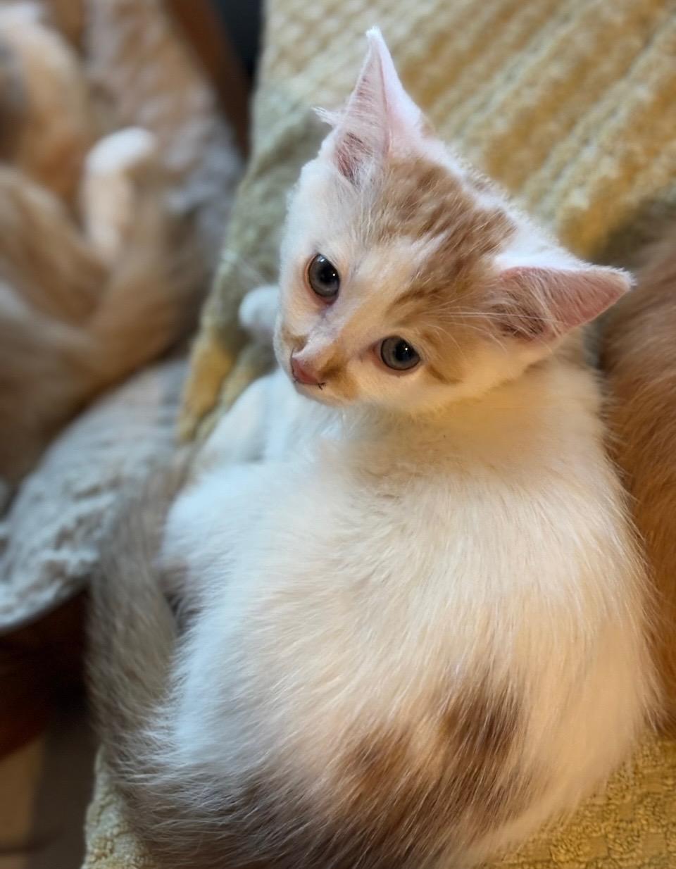 Pearl " Kitten sweet and shy, bonded pair with Cyprus " photo 3