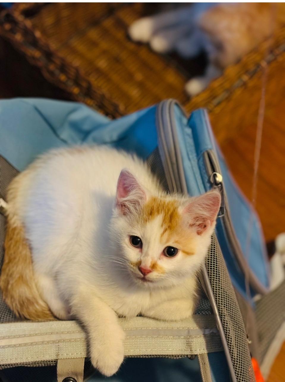 Pearl " Kitten sweet and shy, bonded pair with Cyprus " photo 2