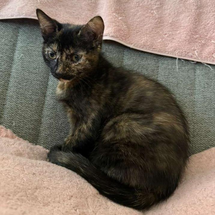 Minnie, Adoptable, Kitten Female Domestic Short Hair.