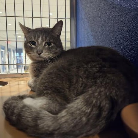 26-00149 , adopted, Adult Male Domestic Short Hair.