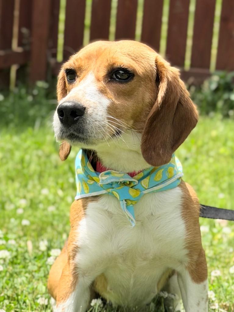Poppyseed, Adoptable, Adult Female Mixed Breed.