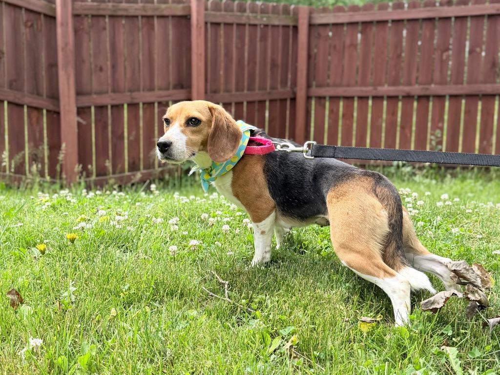 Poppyseed, a Adoptable mixed breed in Menomonie, WI image 2/3