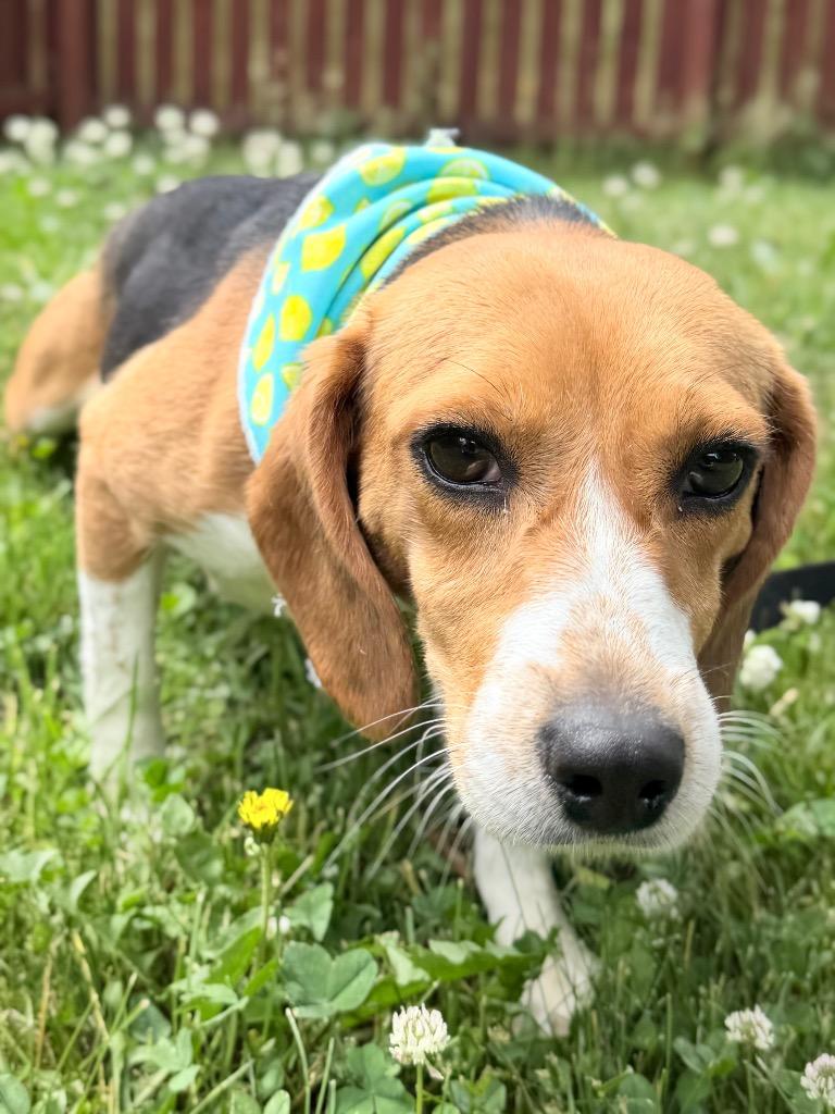 Poppyseed, a Adoptable mixed breed in Menomonie, WI image 3/3