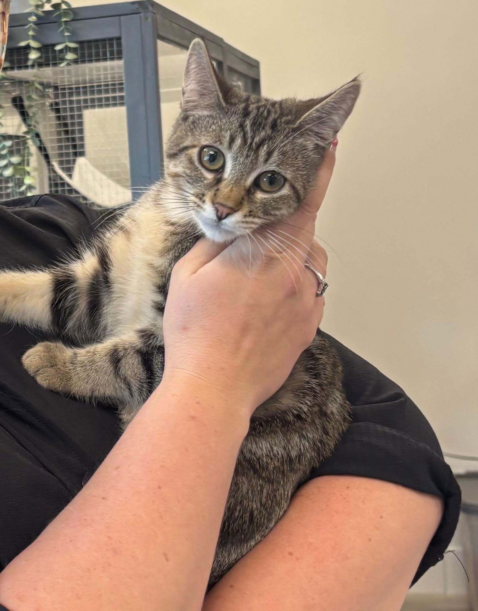 Enlarge Miso, a Adoptable Domestic Short Hair in Mission Viejo, CA image 1/1