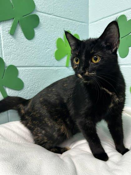 Enlarge Aziza, a Adoptable mixed breed in Spruce Pine, NC image 1/1