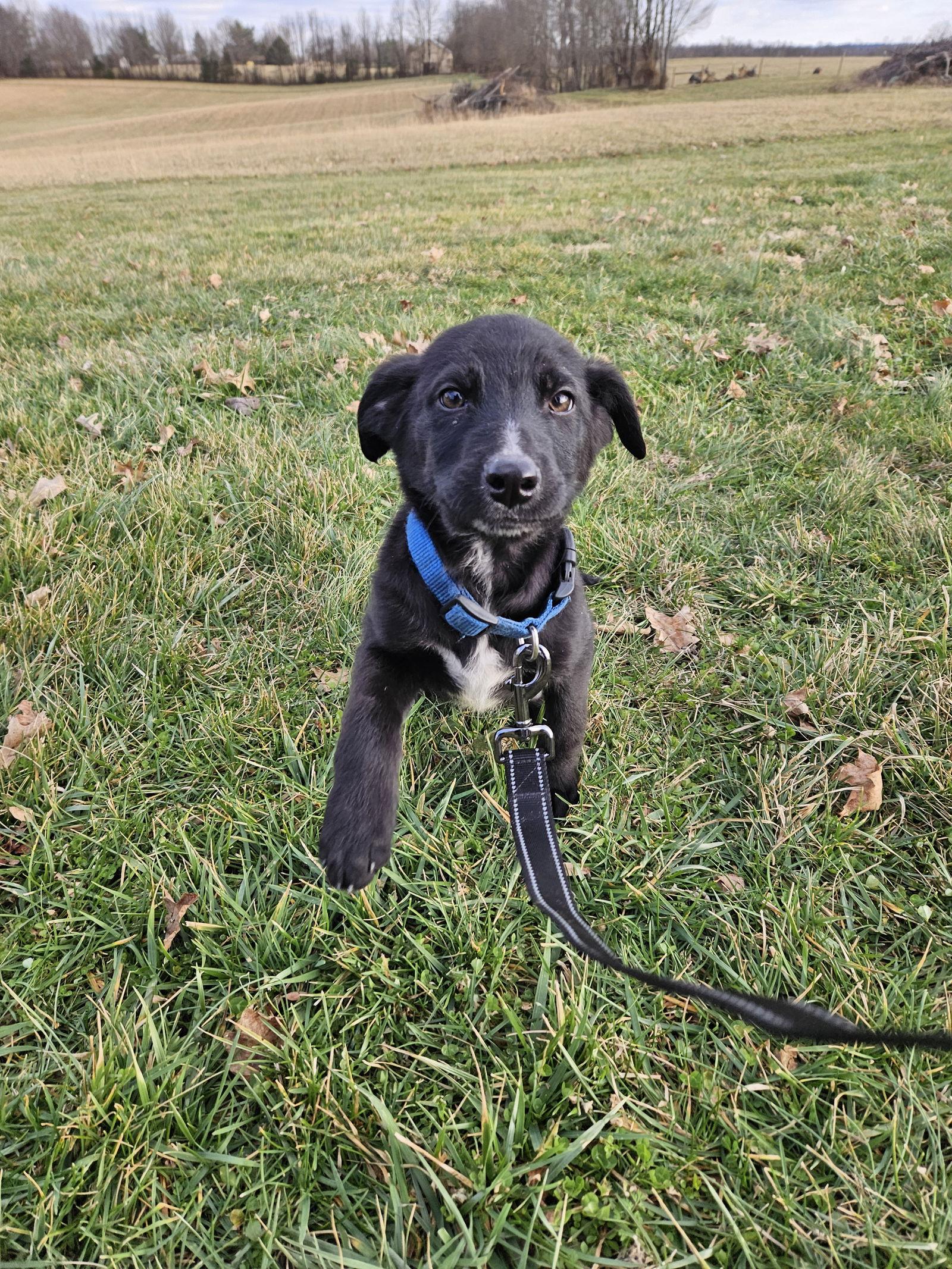 Fig, Adoptable, Puppy Male German Shepherd Dog.