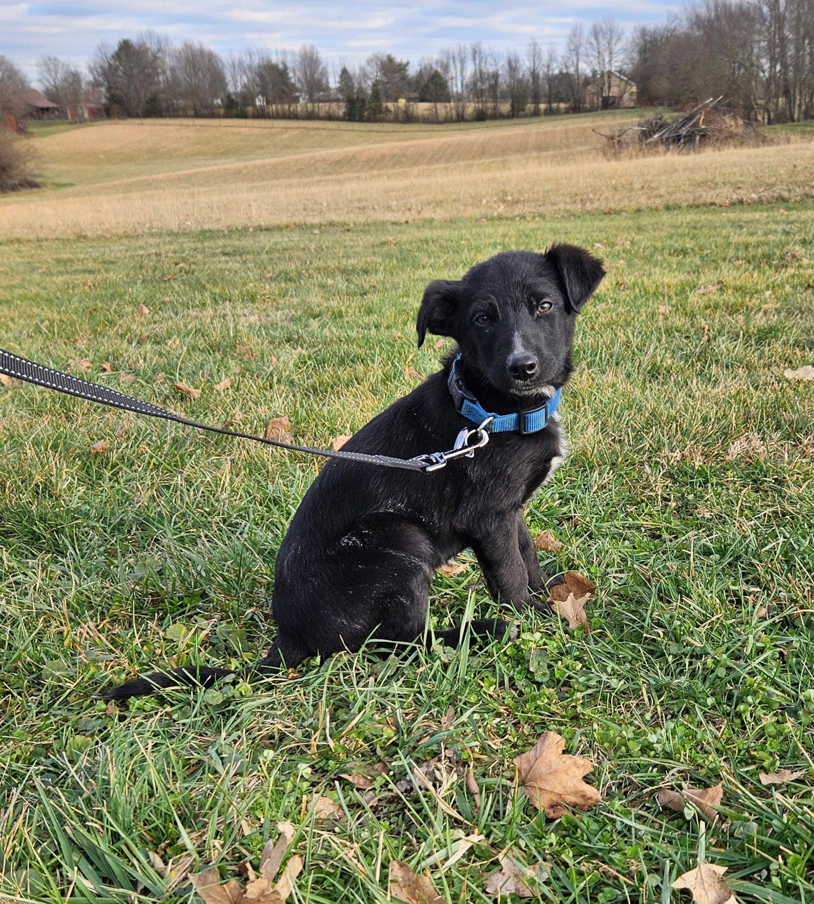 Fig, a Adopted German Shepherd Dog in Louisville, KY image 2/3