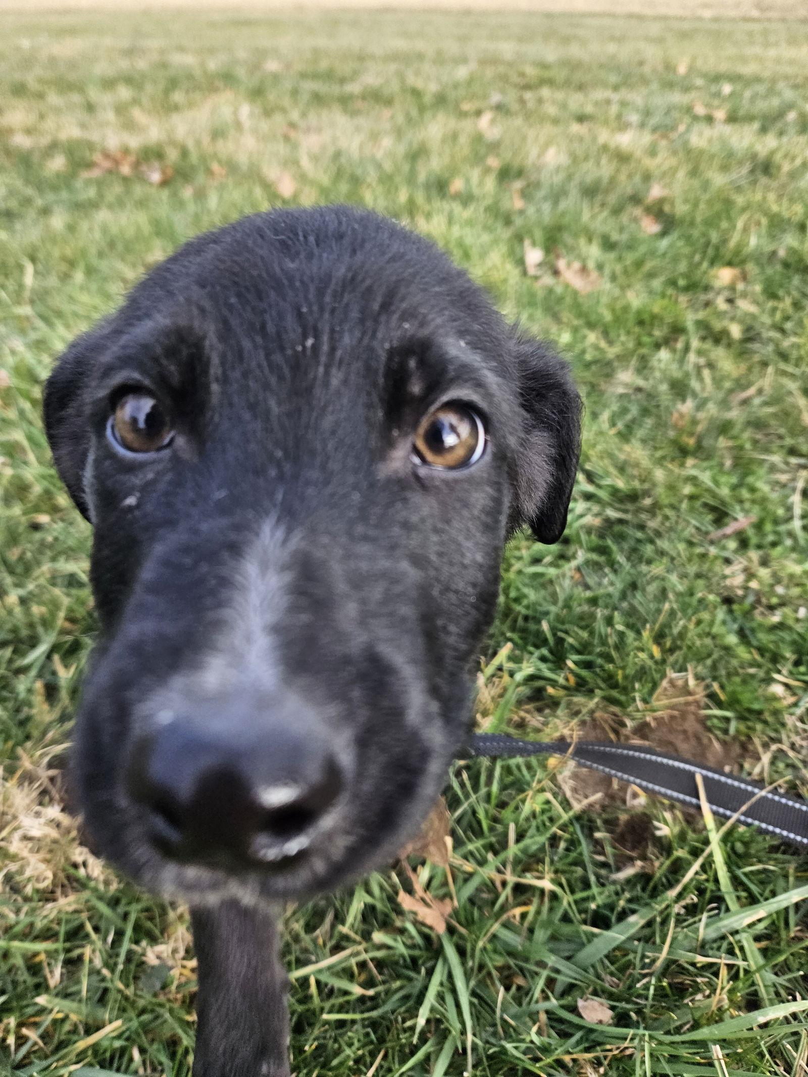 Enlarge Fig, a Adoptable German Shepherd Dog in Louisville, KY image 2/3