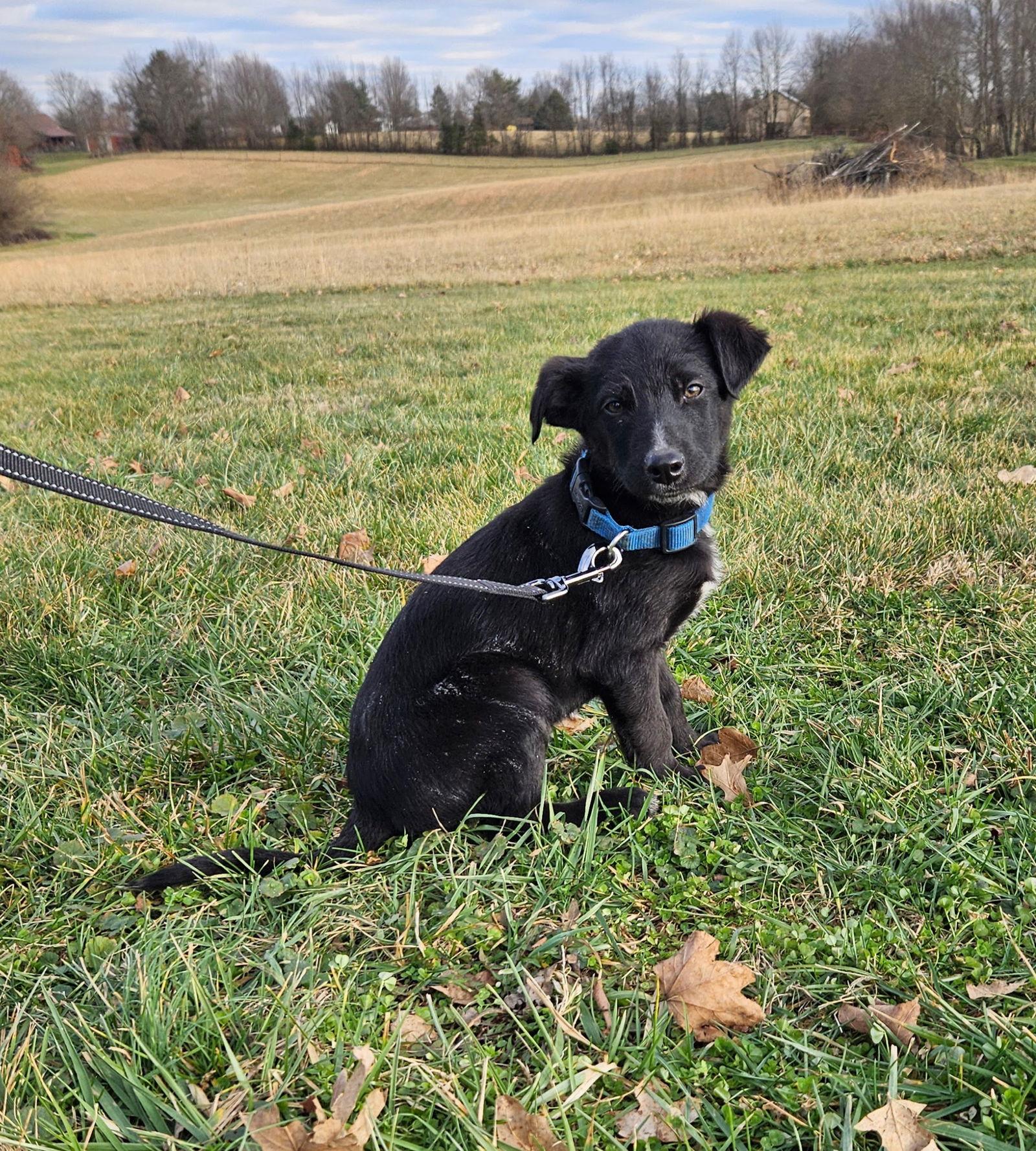 Enlarge Fig, a Adoptable German Shepherd Dog in Louisville, KY image 3/3