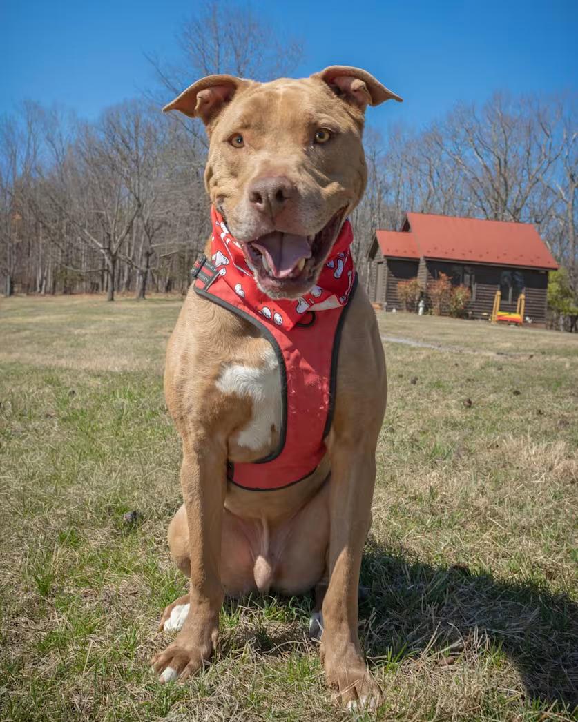 Patrick Henry - sponsored!, ADOPTABLE, Adult Male Pit Bull Terrier.