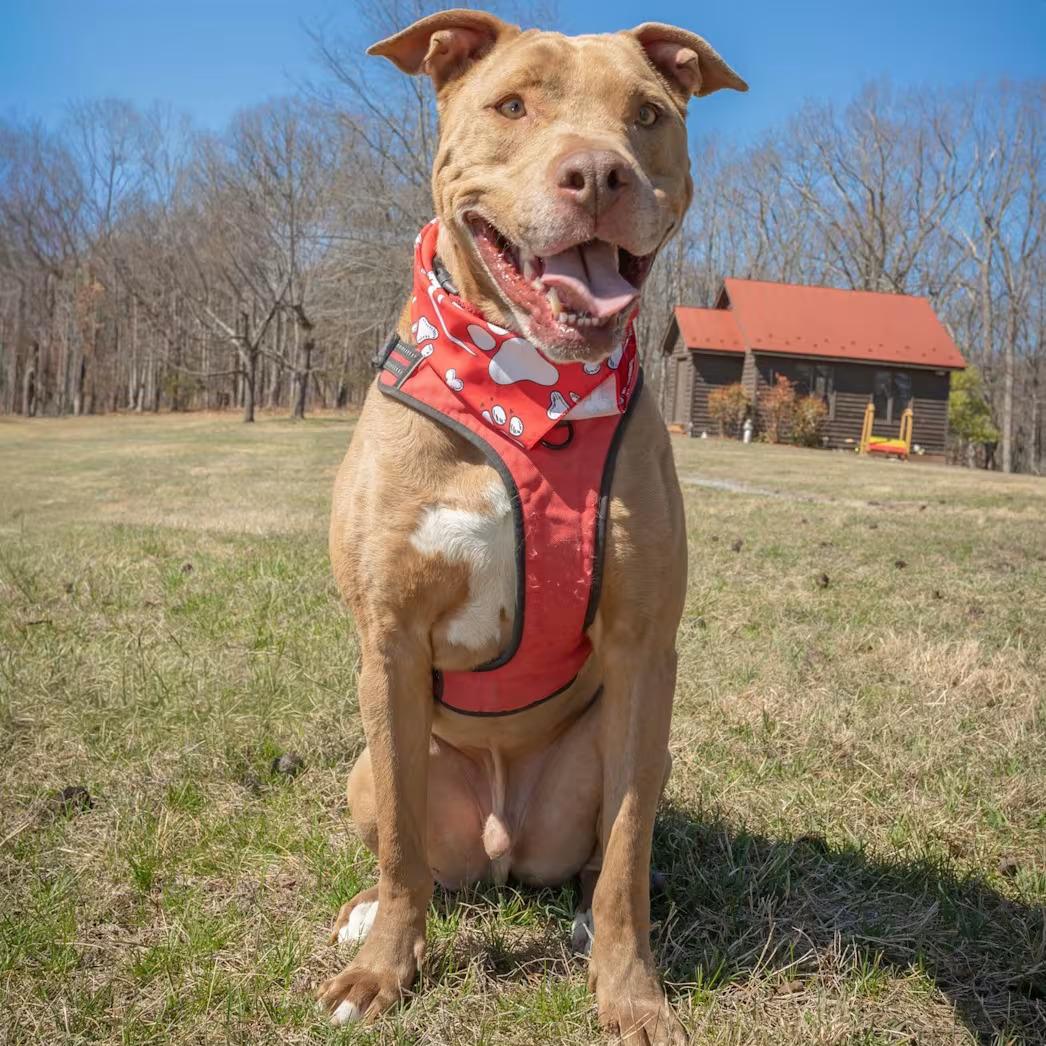 Enlarge Patrick Henry - sponsored!, a ADOPTABLE Pit Bull Terrier in Monterey, VA image 3/6