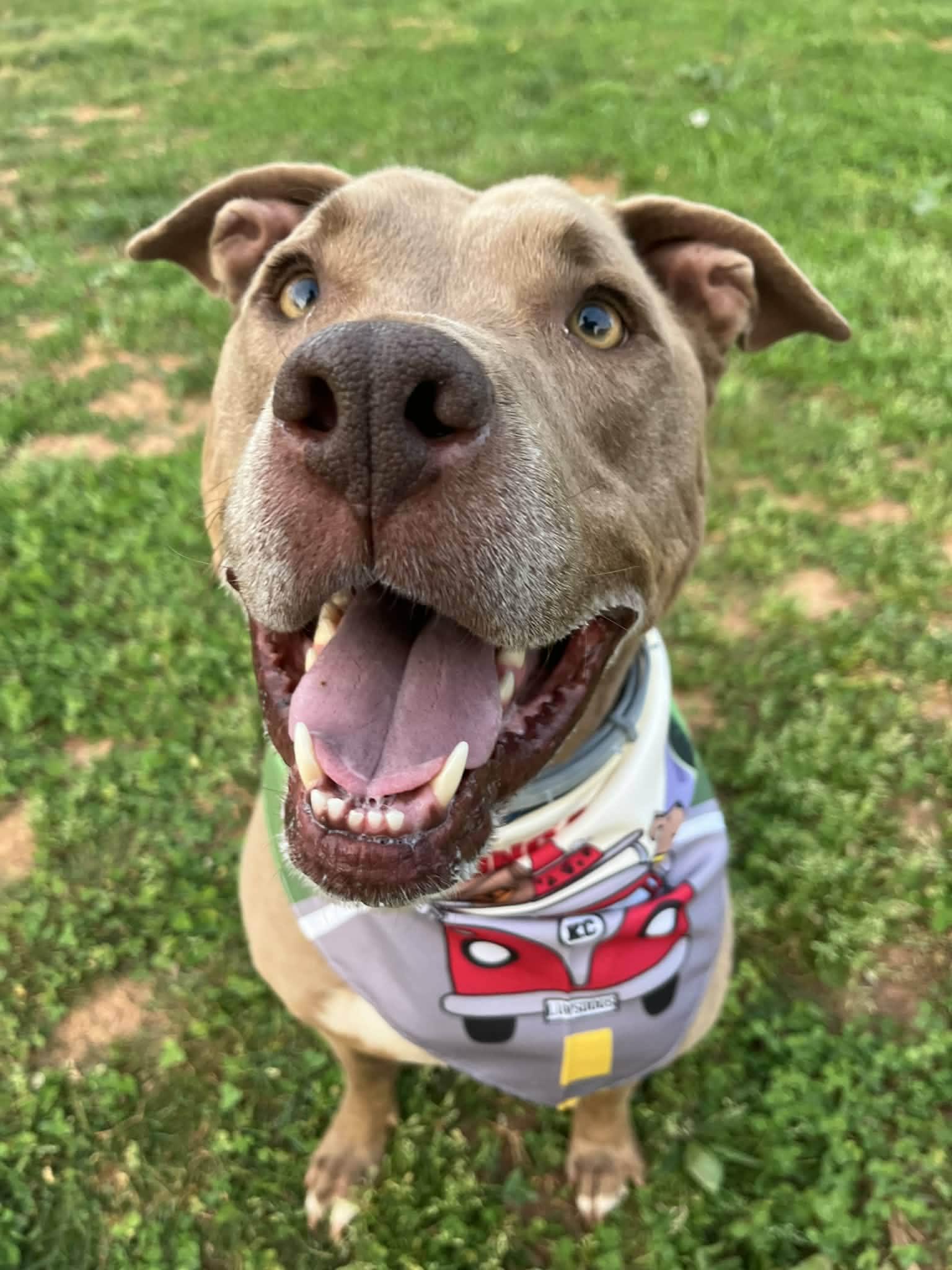 Enlarge Patrick Henry - sponsored!, a ADOPTABLE Pit Bull Terrier in Monterey, VA image 6/6