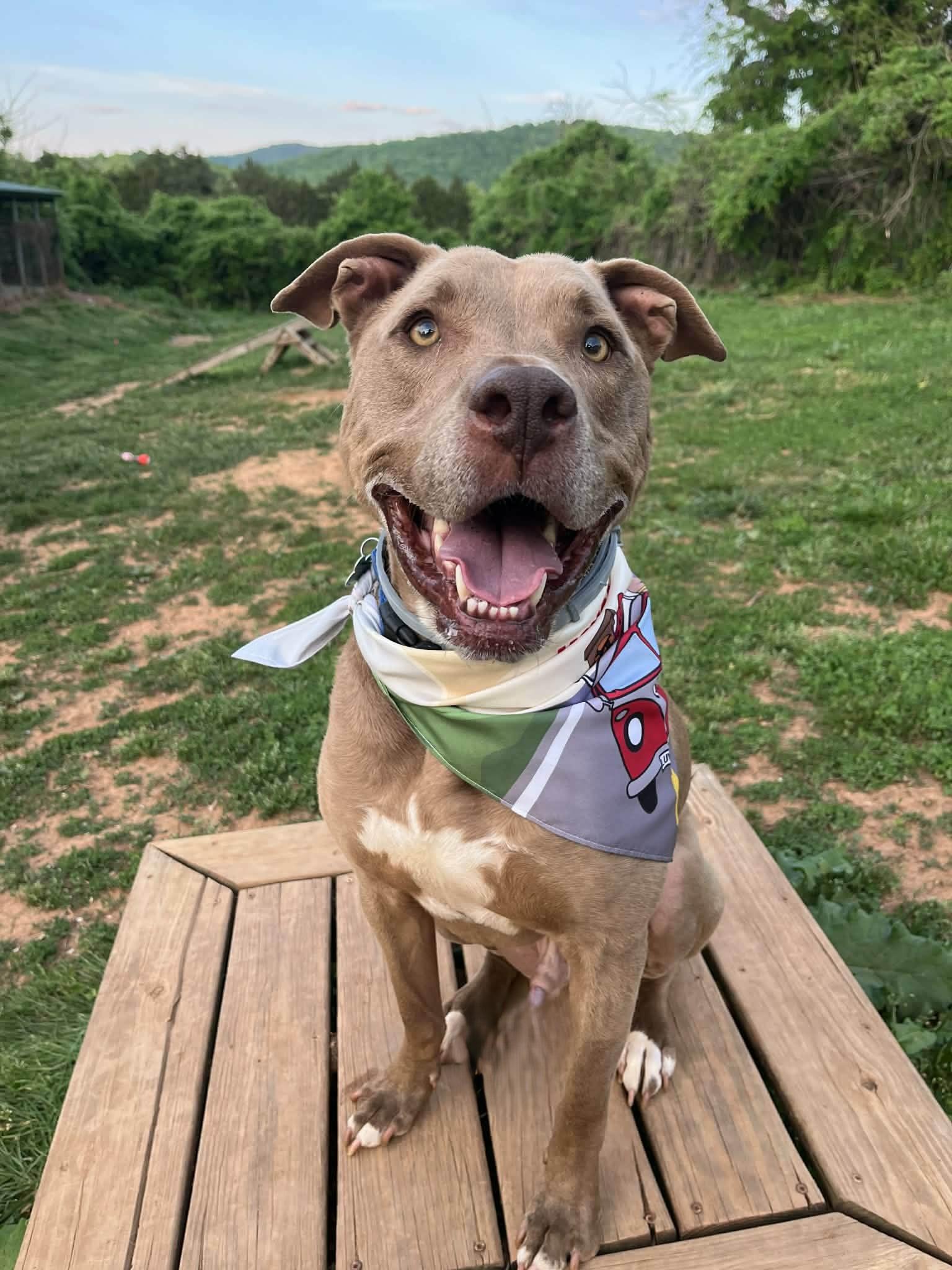 Enlarge Patrick Henry - sponsored!, a ADOPTABLE Pit Bull Terrier in Monterey, VA image 5/6