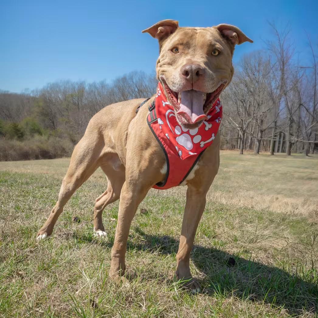 Enlarge Patrick Henry - sponsored!, a ADOPTABLE Pit Bull Terrier in Monterey, VA image 2/6