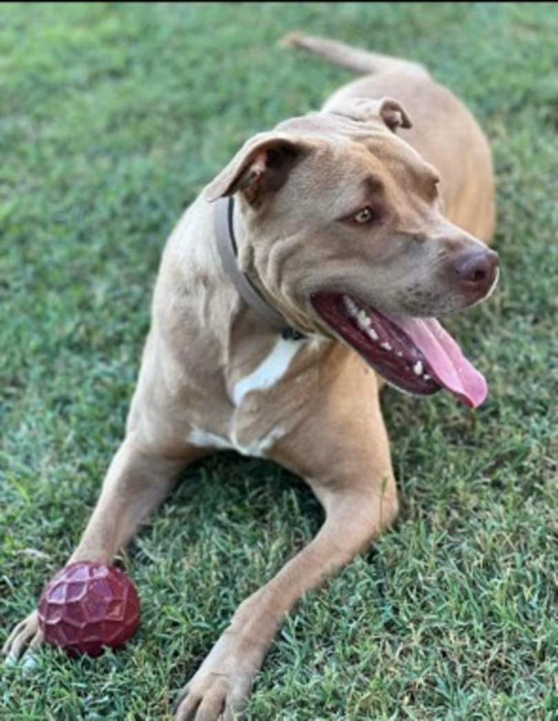 Enlarge Patrick Henry - sponsored!, a ADOPTABLE Pit Bull Terrier in Monterey, VA image 4/6