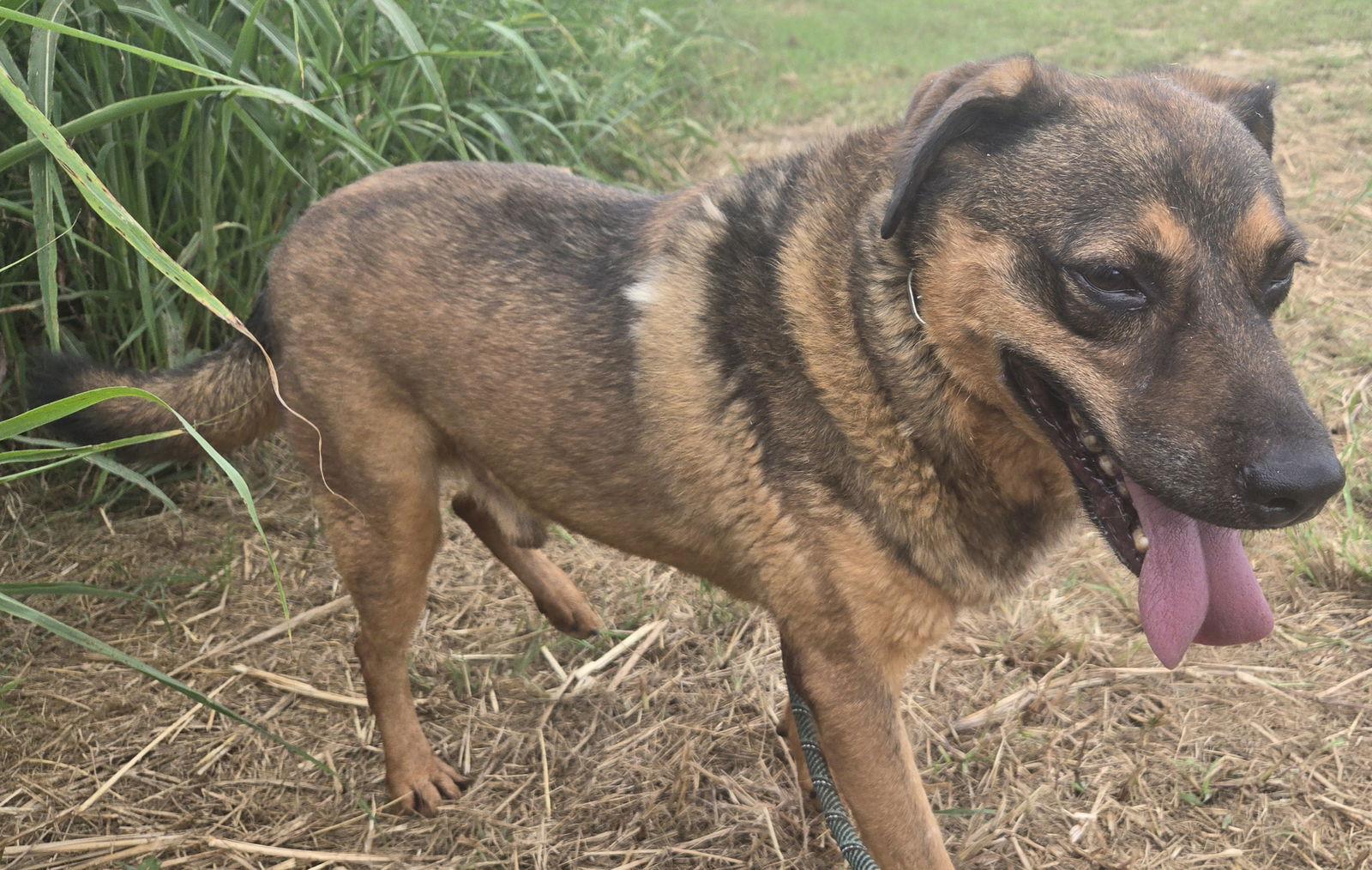 Enlarge Jetson, a Adoptable mixed breed in Jackson, MS image 1/2