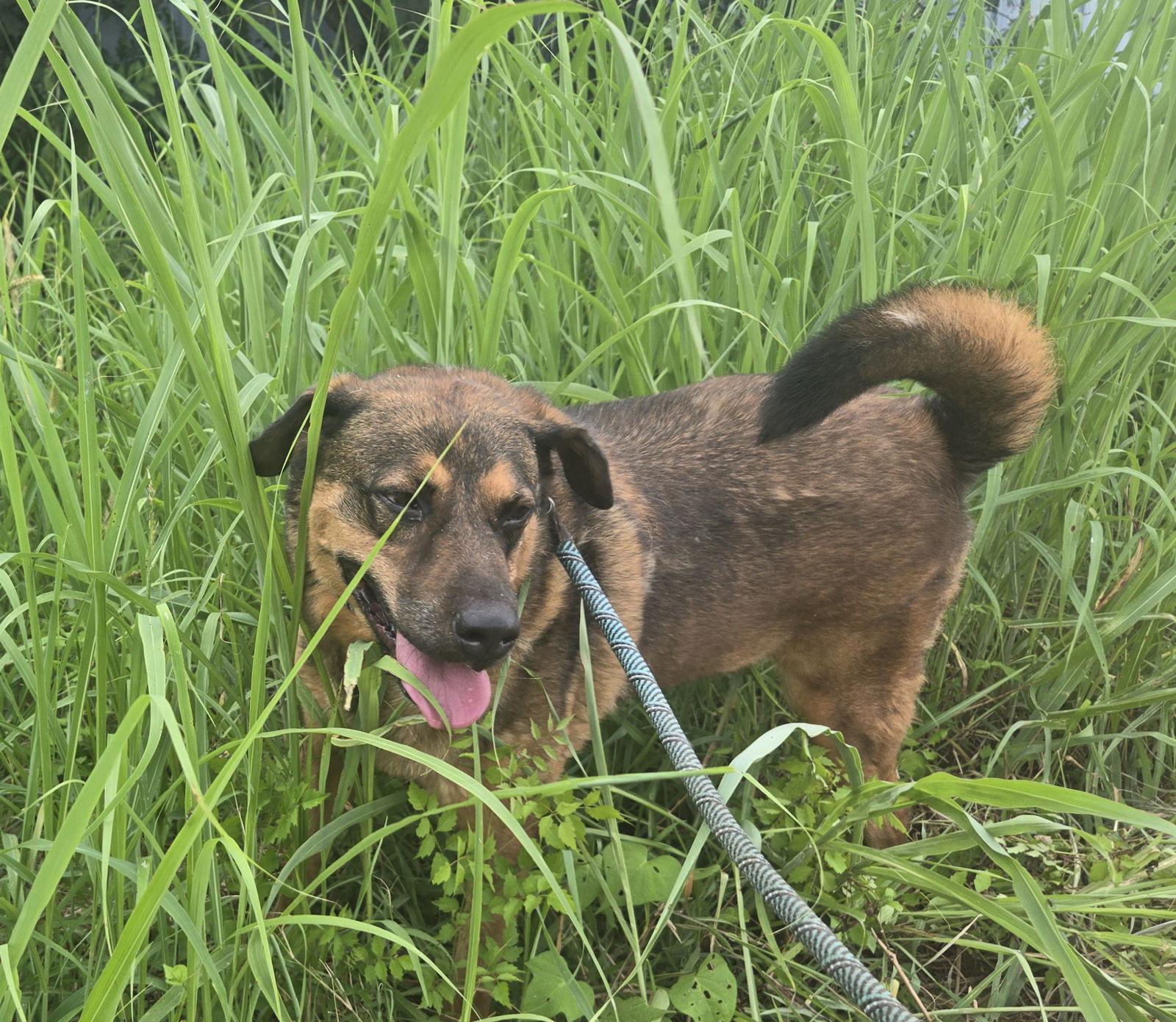 Enlarge Jetson, a Adoptable mixed breed in Jackson, MS image 2/2