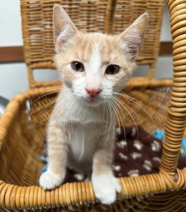 Enlarge Kermit, a ADOPTABLE Domestic Short Hair in Breinigsville, PA image 1/1