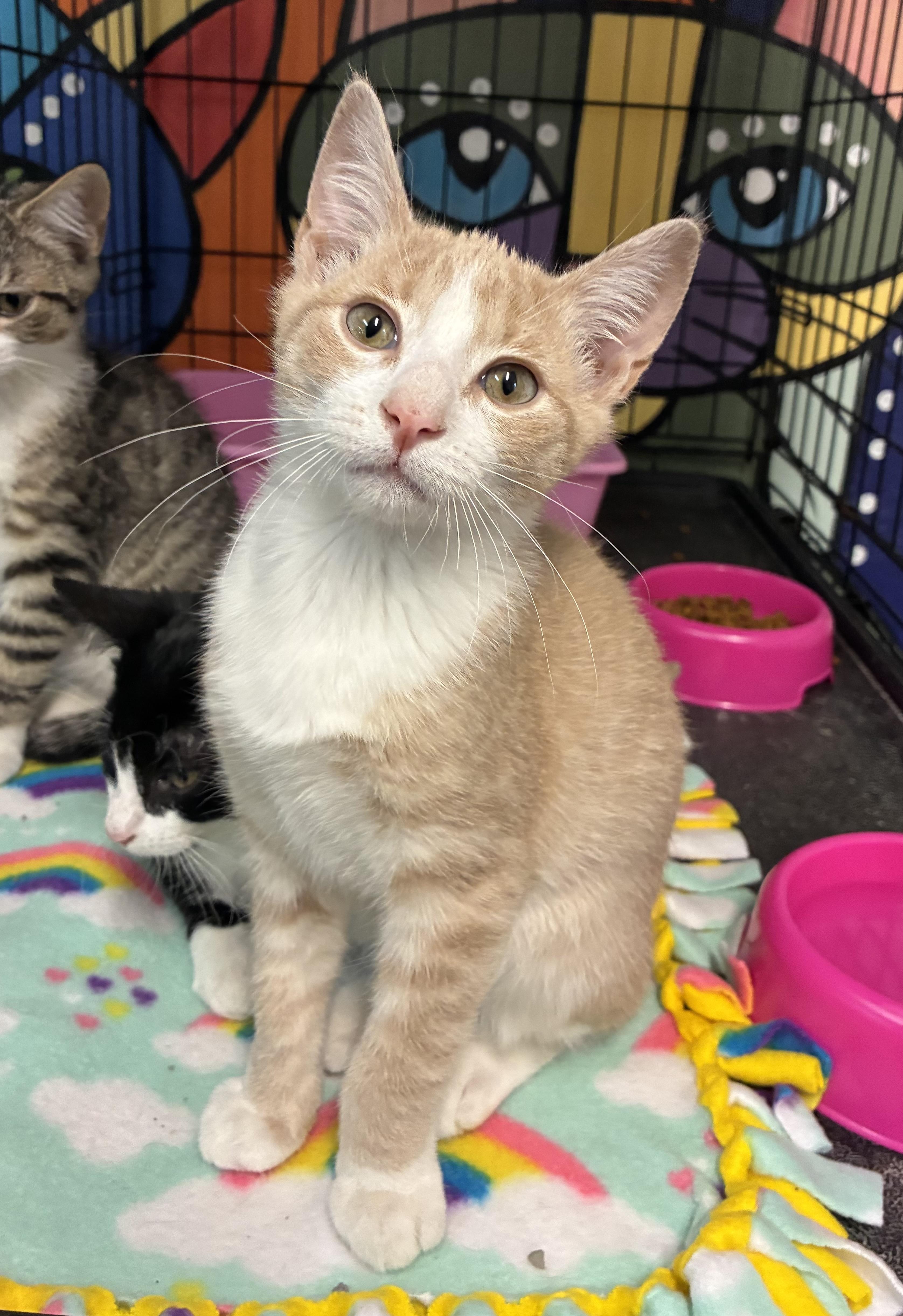 Kermit, an adopted Domestic Short Hair in Breinigsville, PA image 1/2