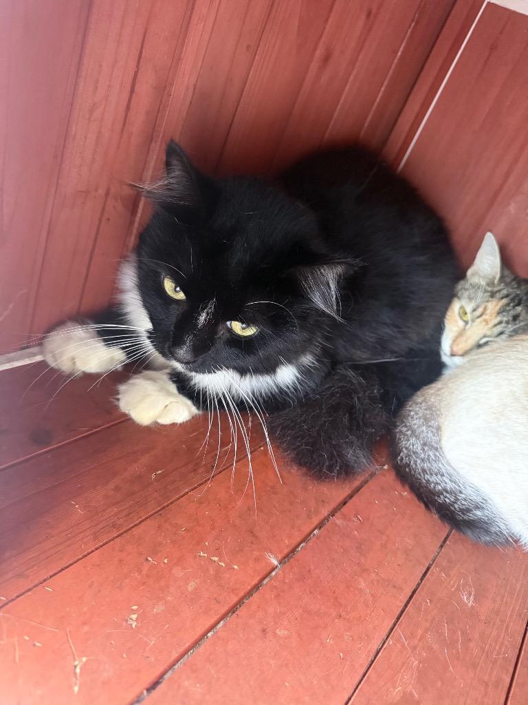 bandit, Adoptable, Adult Male Domestic Long Hair.
