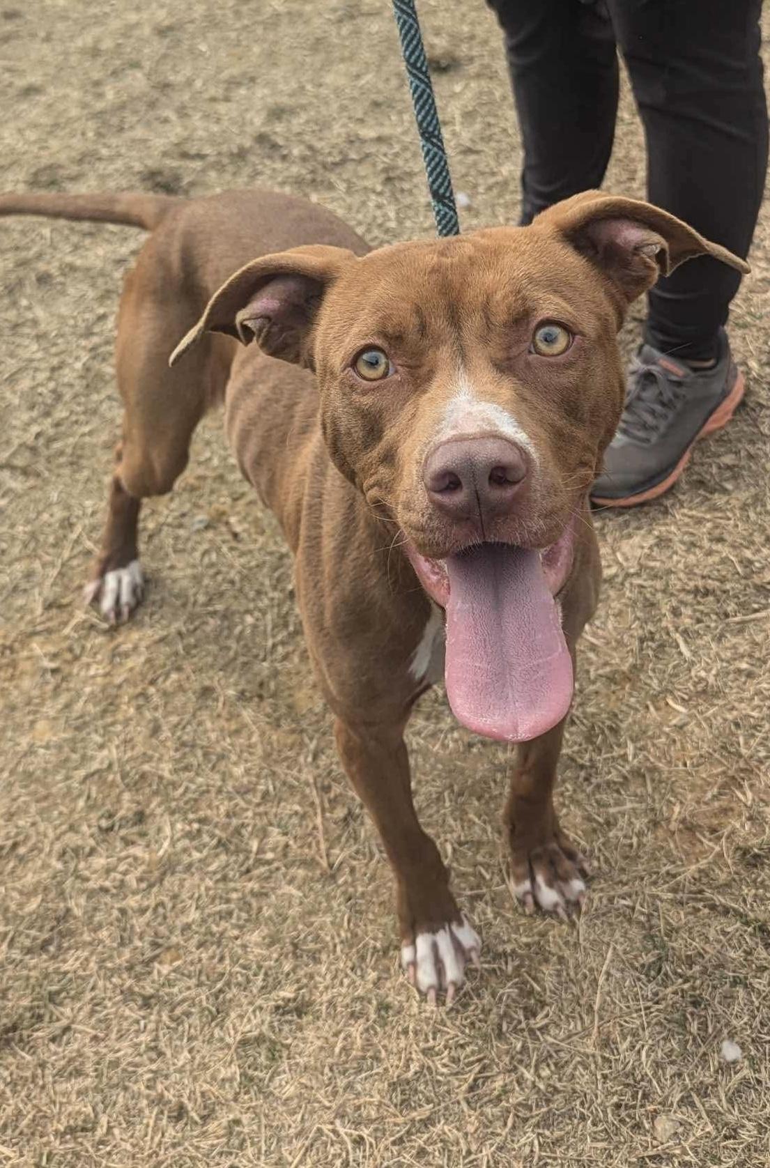 Raleigh, a Adoptable mixed breed in Lancaster, SC image 4/6