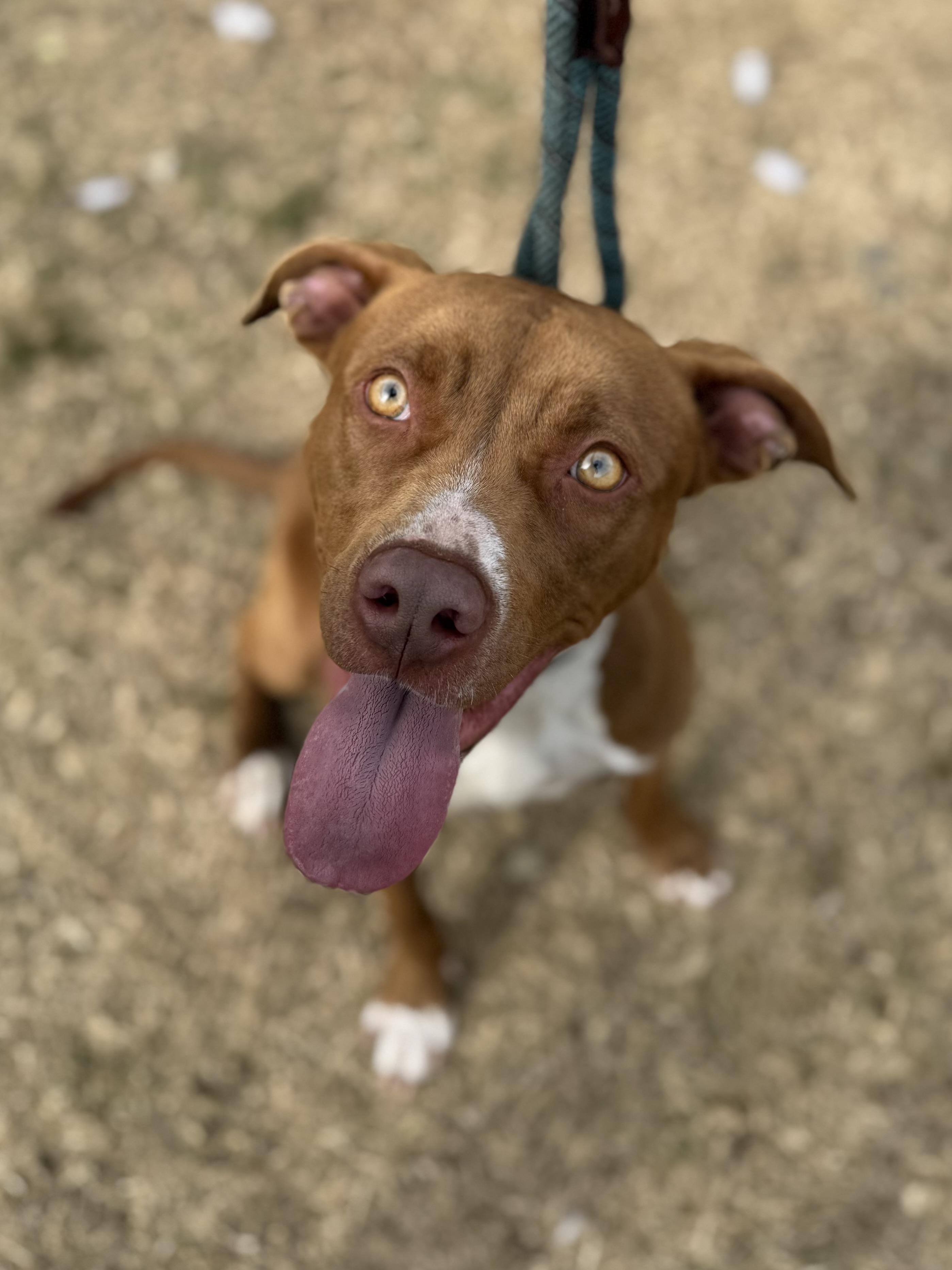 Raleigh, a Adoptable mixed breed in Lancaster, SC image 2/6