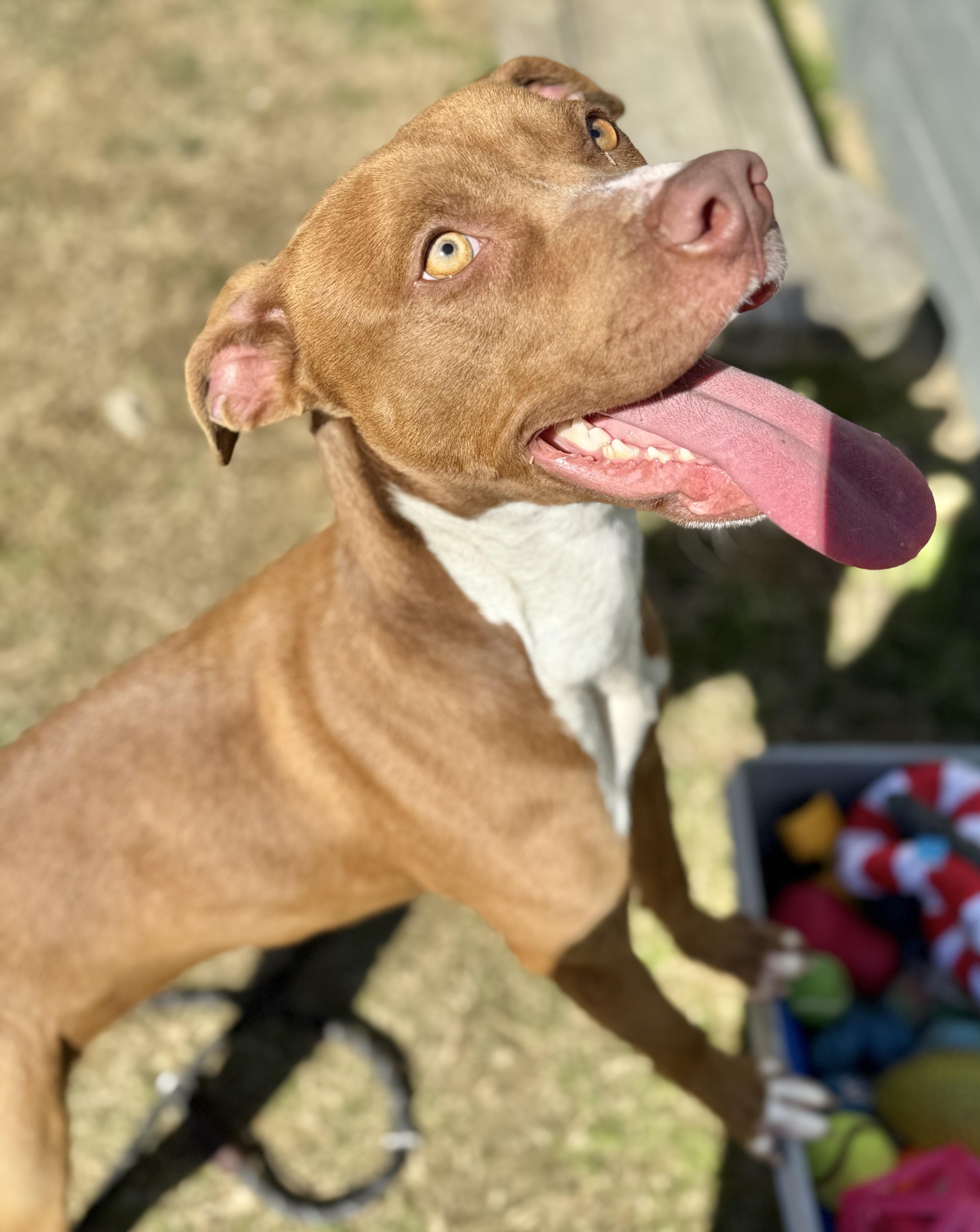 Raleigh, a Adoptable mixed breed in Lancaster, SC image 3/6