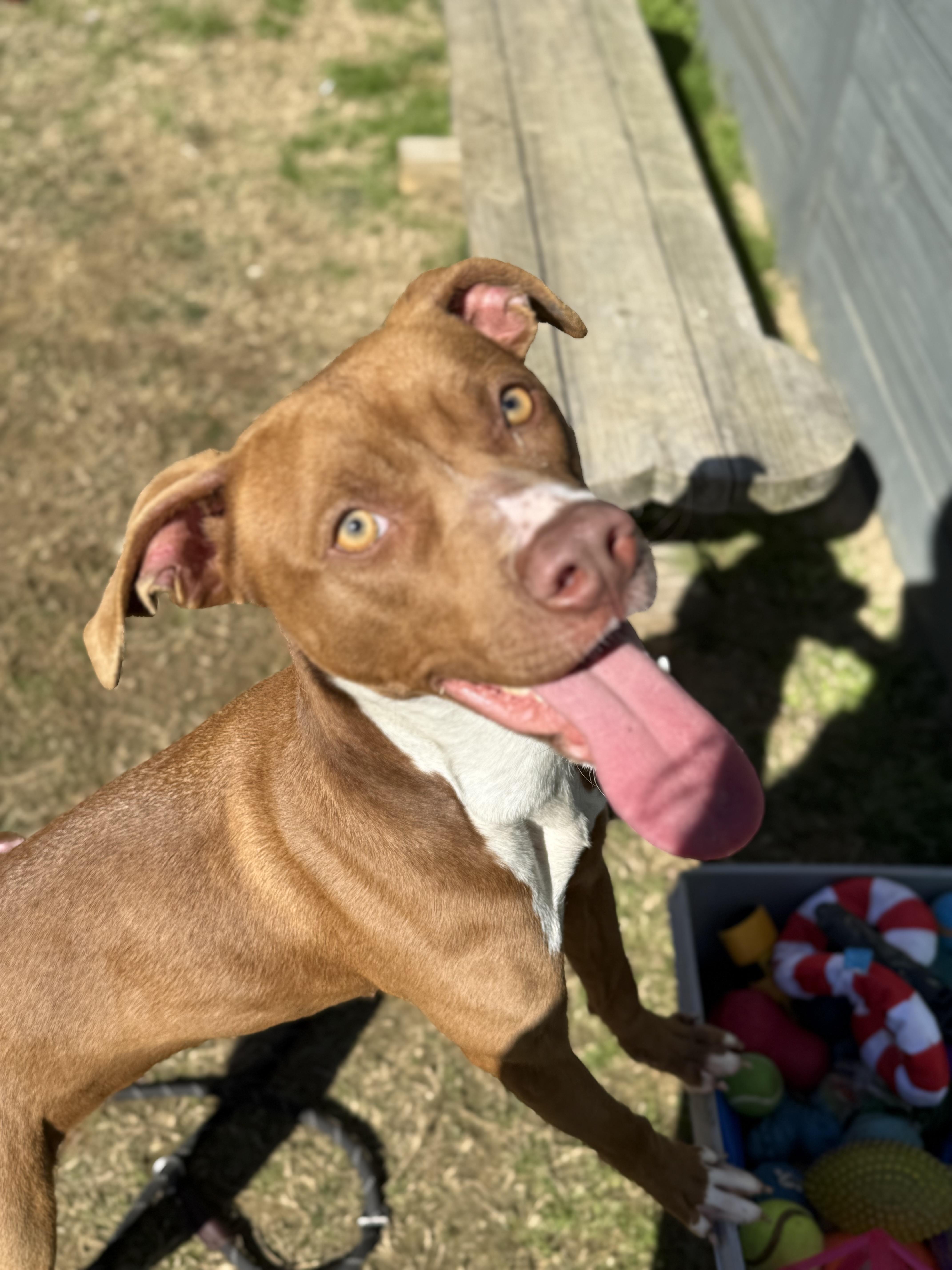 Raleigh, a Adoptable mixed breed in Lancaster, SC image 6/6