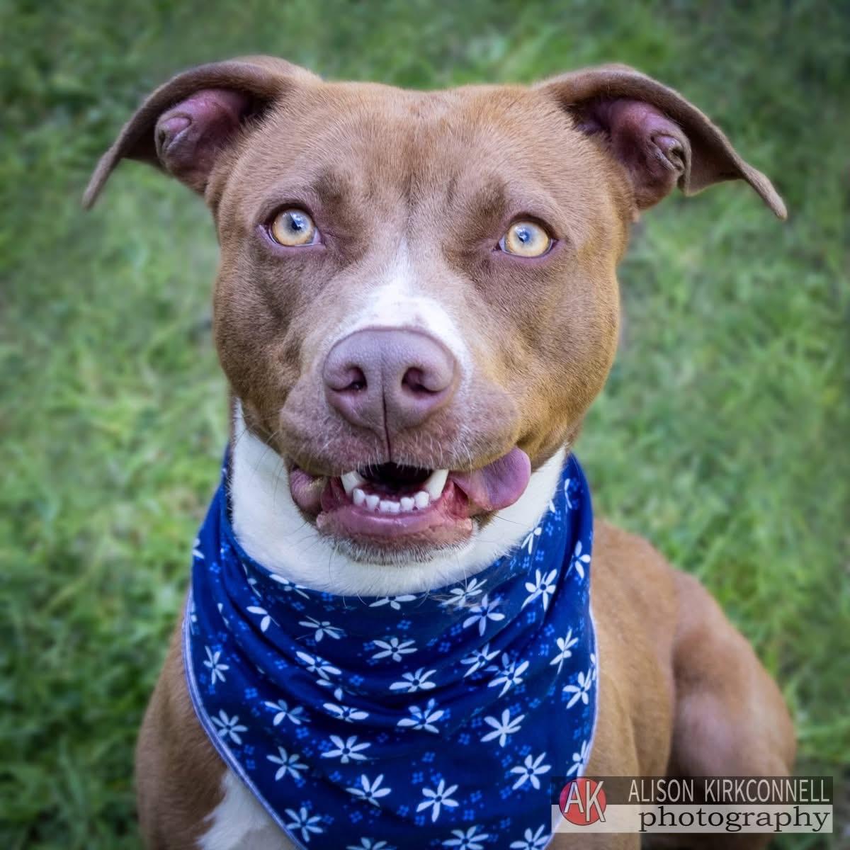 Raleigh, Adoptable, Adult Female Terrier & Retriever.