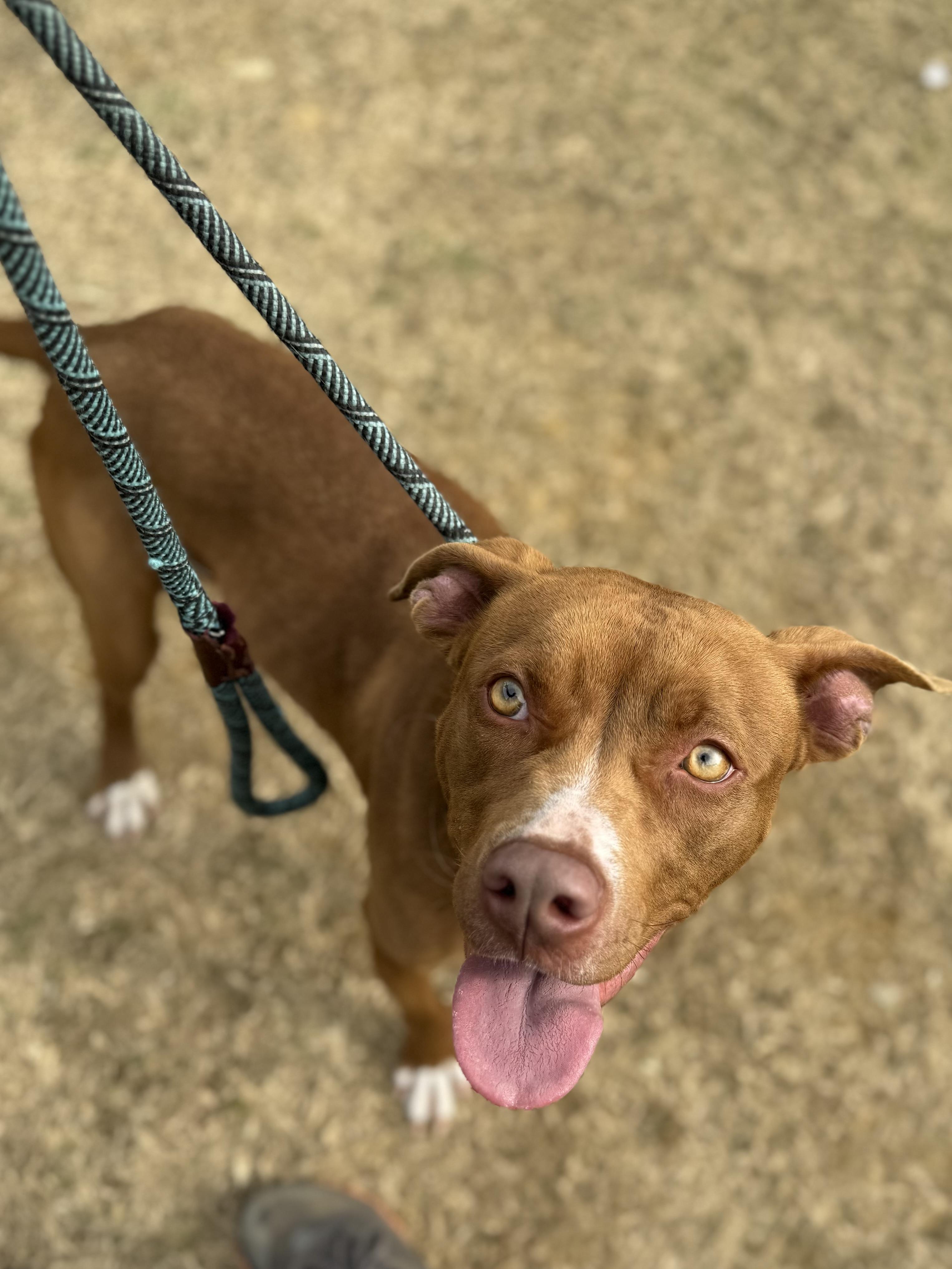 Raleigh, a Adoptable mixed breed in Lancaster, SC image 5/6