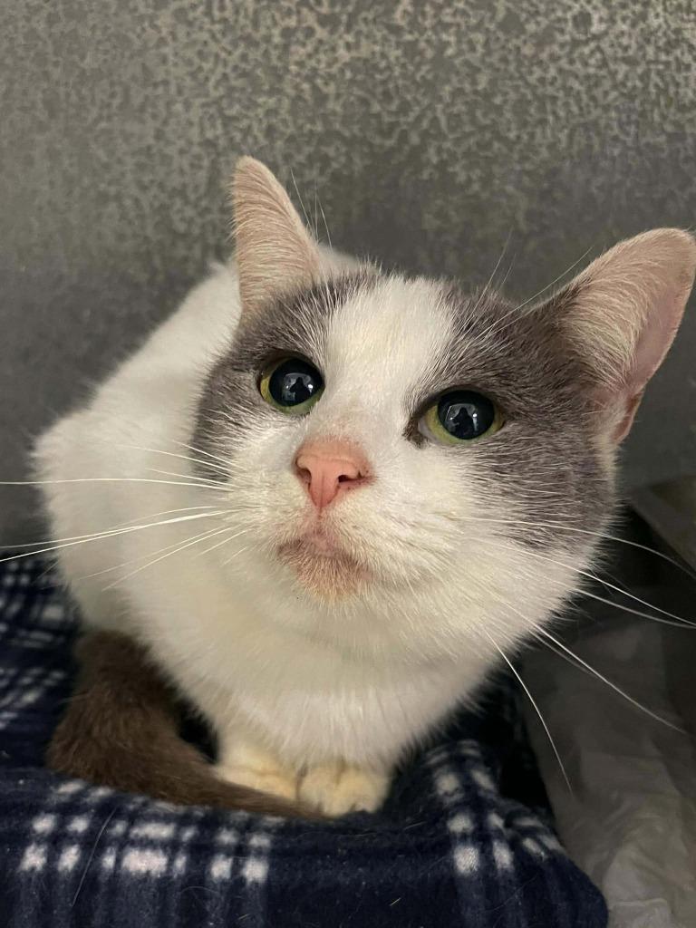 Enlarge Miss Pots, a ADOPTABLE Domestic Short Hair in Calhoun, KY image 1/1