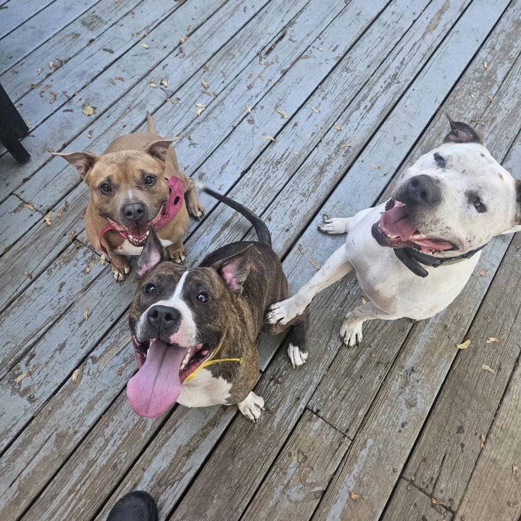 Jelly-Belly (In Foster), Adoptable, Adult Male Pit Bull Terrier.