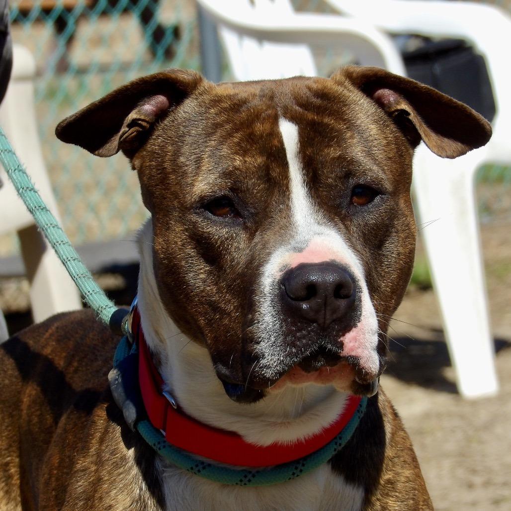 Jelly-Belly (In Foster), a Adoptable Pit Bull Terrier in Vineland, NJ image 3/4