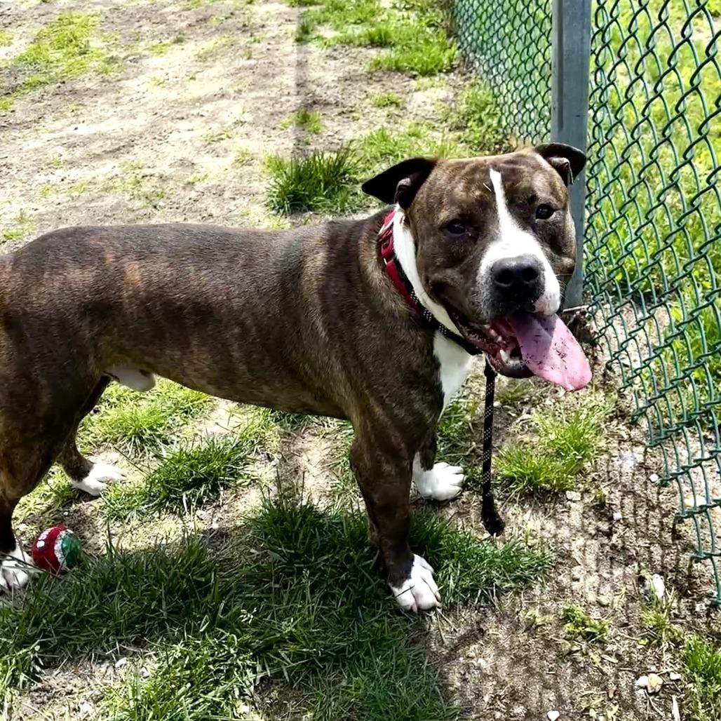 Jelly-Belly (In Foster), a Adoptable Pit Bull Terrier in Vineland, NJ image 4/4
