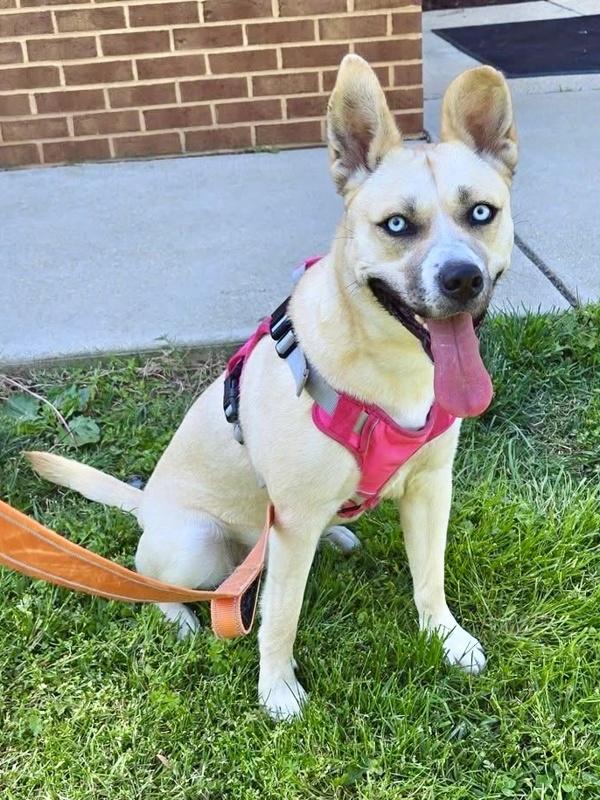 Cinnamon, Adoptable, Adult Female Siberian Husky.