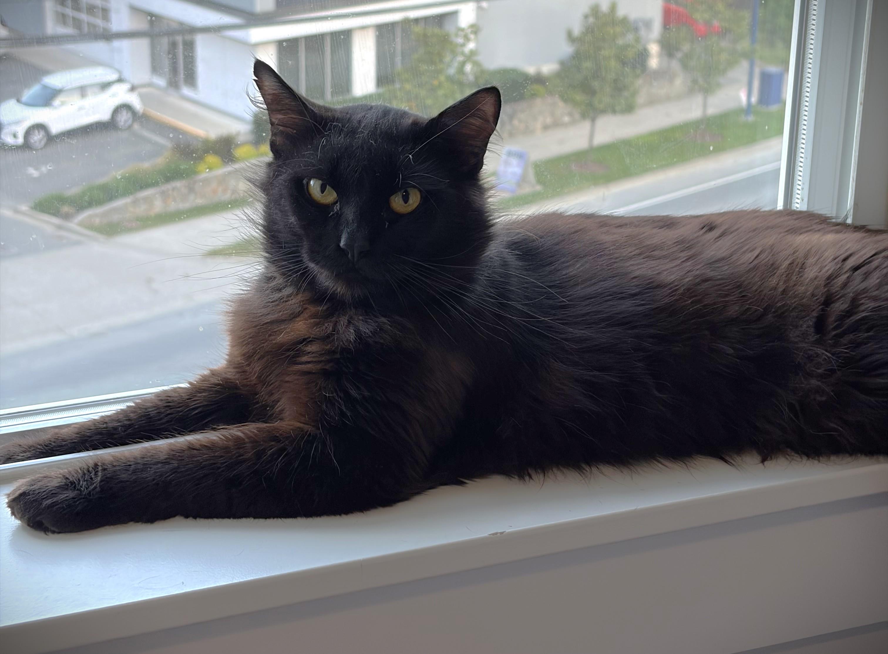 Enlarge Porter, a Adoptable Domestic Medium Hair in Saanichton, BC image 1/1