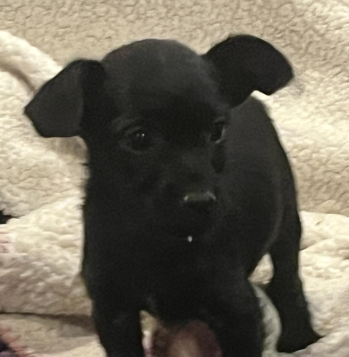 Enrique, ADOPTABLE, Puppy Male Chihuahua.