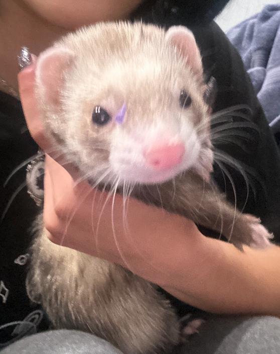 Enlarge Peaches, a Adopted Ferret in Atlantic Highlands, NJ image 1/3