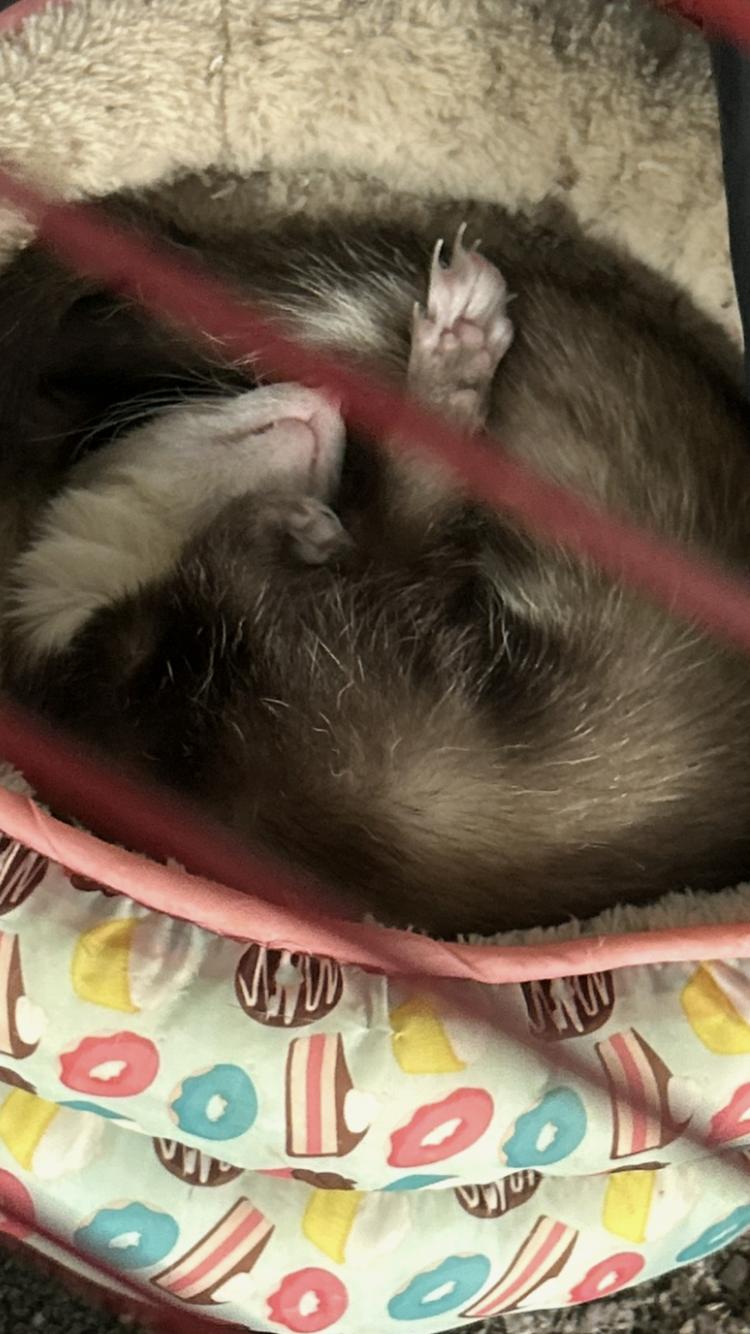 Enlarge Peaches, a Adopted Ferret in Atlantic Highlands, NJ image 2/3