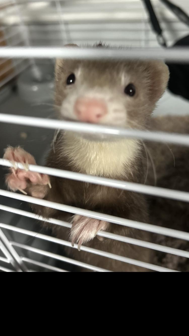 Enlarge Peaches, a Adopted Ferret in Atlantic Highlands, NJ image 3/3