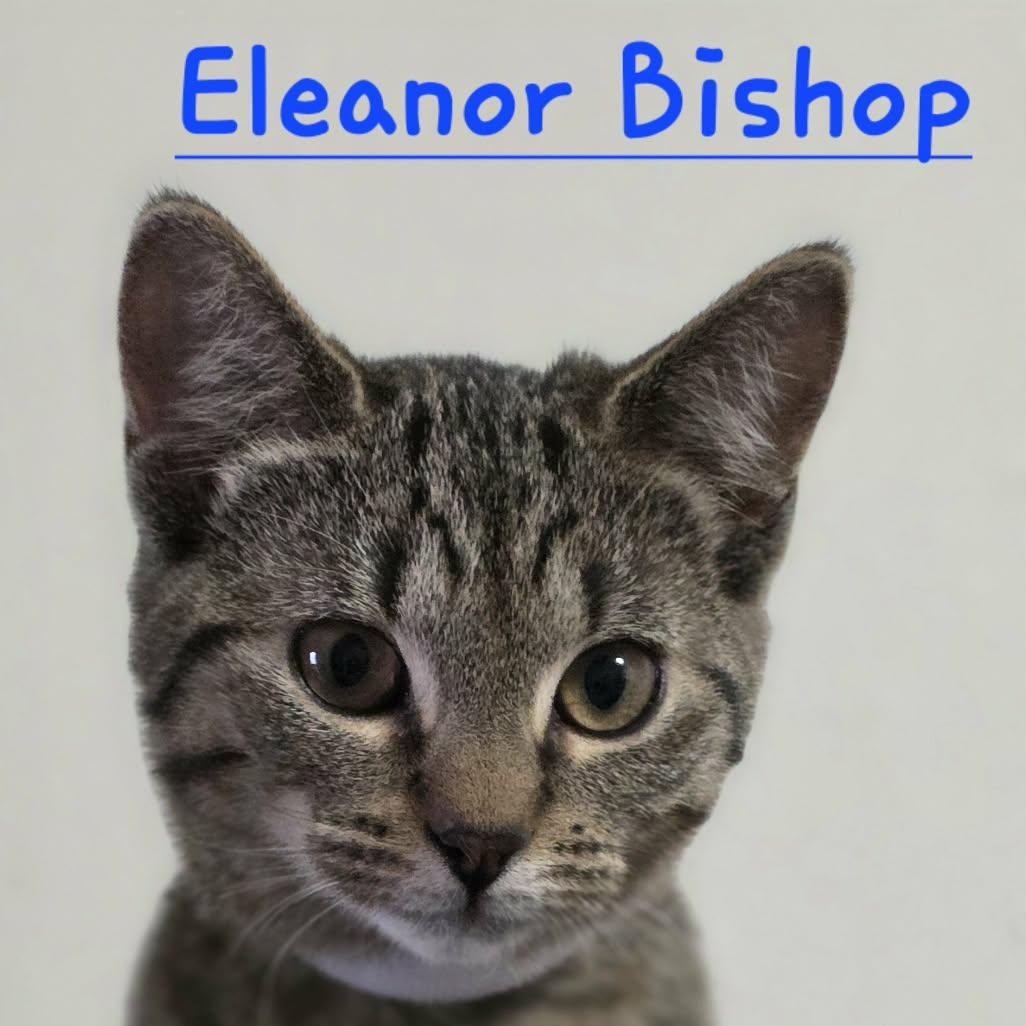 Enlarge Eleanor Bishop , a ADOPTABLE Domestic Short Hair in Battle Creek, MI image 1/1