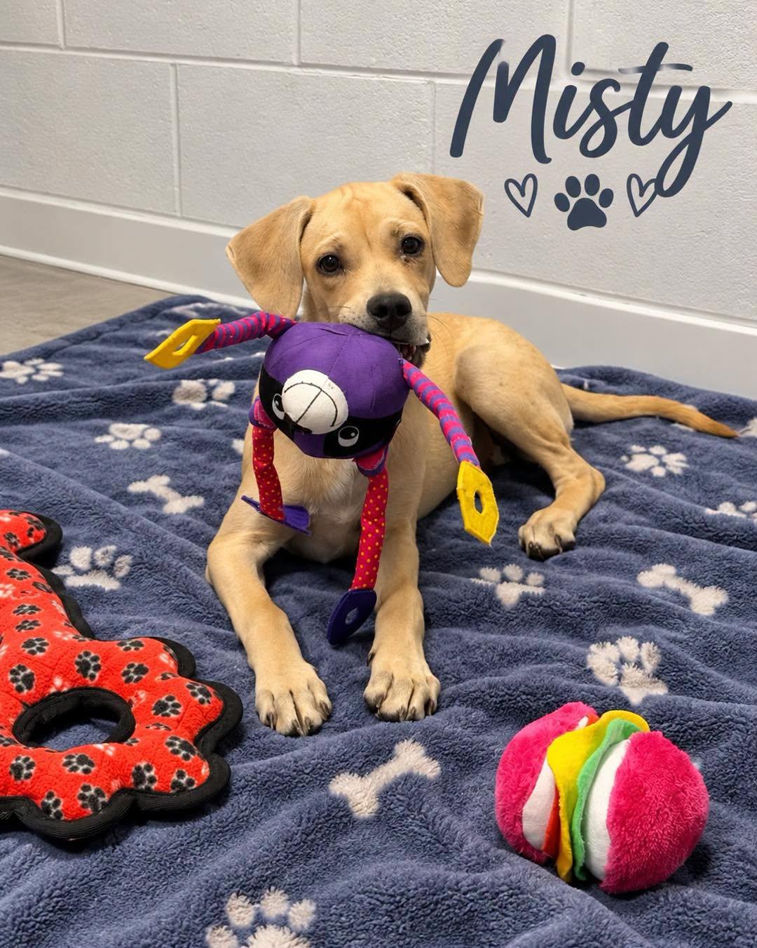 Enlarge Misty, a Adoptable Mixed Breed in Rock Hill, NY image 1/2