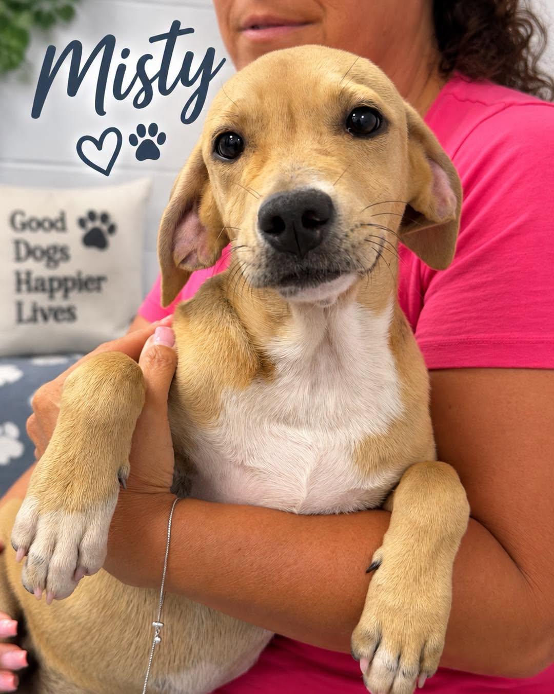Enlarge Misty, a Adoptable Mixed Breed in Rock Hill, NY image 2/2