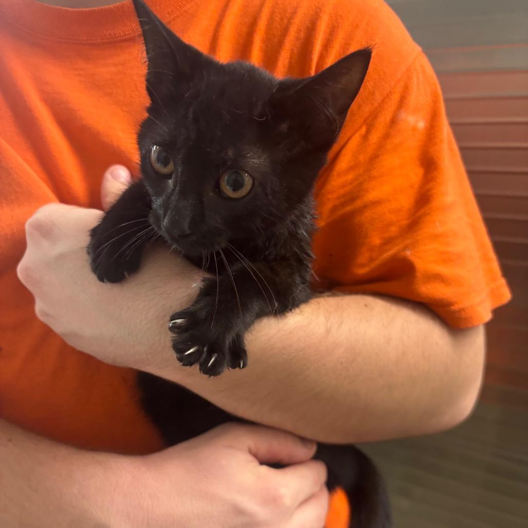 Levi, Adoptable, Kitten Female Domestic Short Hair.