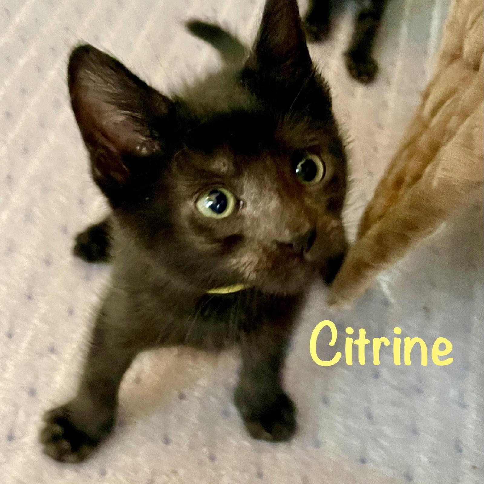 Citrine, Adoptable, Kitten Male Domestic Short Hair.
