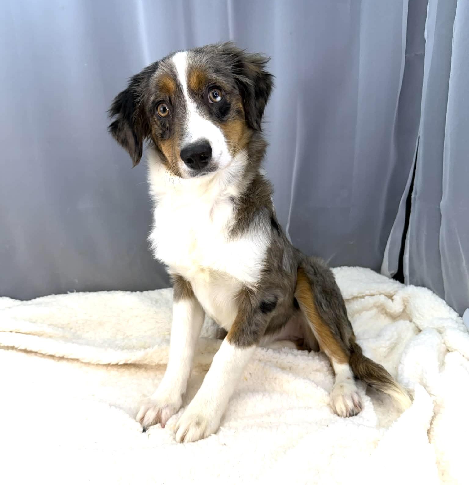 Enlarge Genevieve , an adopted Australian Shepherd in Foley, AL image 1/6