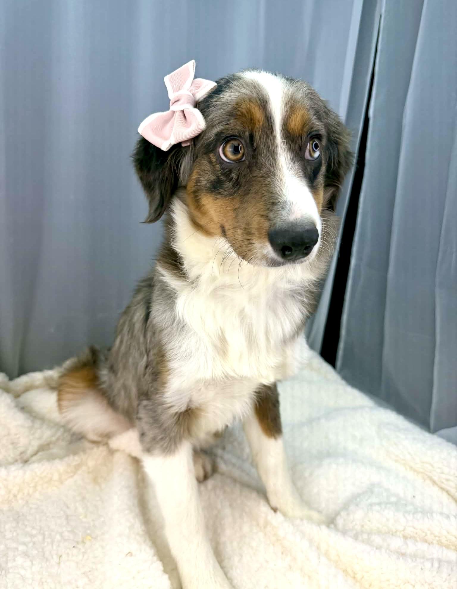 Enlarge Genevieve , an adopted Australian Shepherd in Foley, AL image 4/6